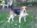 Photo: Beagle harrier (Dog standard)