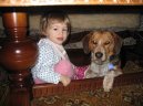Photos: Beagle harrier (Dog standard) (pictures, images)