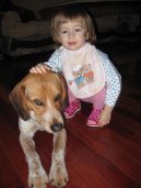 Photos: Beagle harrier (Dog standard) (pictures, images)