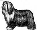 Photo: Bearded collie (Dog standard)