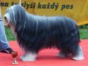 Photo: Bearded collie (Dog standard)