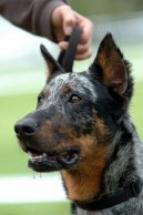 Photo: Beauce sheep dog (beauceron) (Dog standard)