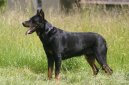 Photo: Beauce sheep dog (beauceron) (Dog standard)