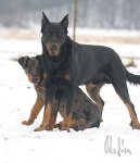 Photo: Beauce sheep dog (beauceron) (Dog standard)