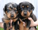 Photos: Beauce sheep dog (beauceron) (Dog standard) (pictures, images)