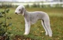 Photos: Bedlington terrier (Dog standard) (pictures, images)