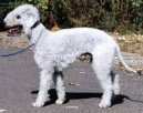 Photo: Bedlington terrier (Dog standard)