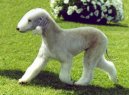 Photos: Bedlington terrier (Dog standard) (pictures, images)