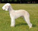 Photo: Bedlington terrier (Dog standard)