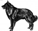 Photo: Belgian shepherd dog (Dog standard)