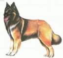 Photo: Belgian shepherd dog (Dog standard)