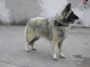 Photo: Belgian shepherd dog (Dog standard)