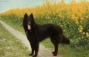 Photo: Belgian shepherd groenendael (Dog standard)