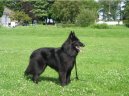 Photo: Belgian shepherd groenendael (Dog standard)