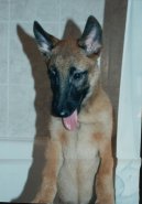 Photos: Belgian shepherd malinois (Dog standard) (pictures, images)