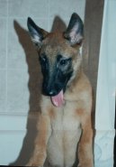 Photo: Belgian shepherd malinois (Dog standard)