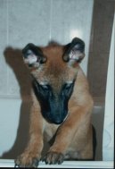 Photo: Belgian shepherd malinois (Dog standard)