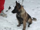 Photo: Belgian shepherd malinois (Dog standard)