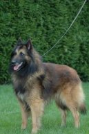 Photo: Belgian shepherd tervueren (Dog standard)