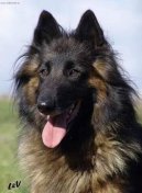 Photos: Belgian shepherd tervueren (Dog standard) (pictures, images)