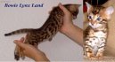 Photos: Bengal (Cat) (pictures, images)