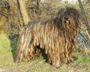 Photo: Bergamasco shepherd (Dog standard)