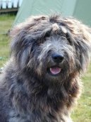 Photo: Bergamasco shepherd (Dog standard)