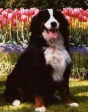 Photos: Bernese mountain dog (Dog standard) (pictures, images)