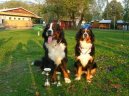 Photos: Bernese mountain dog (Dog standard) (pictures, images)