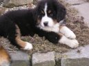 Photos: Bernese mountain dog (Dog standard) (pictures, images)