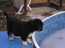 Photos: Bernese mountain dog (Dog standard) (pictures, images)