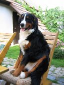 Photos: Bernese mountain dog (Dog standard) (pictures, images)