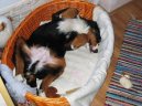 Photos: Bernese mountain dog (Dog standard) (pictures, images)