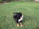 Photos: Bernese mountain dog (Dog standard) (pictures, images)