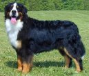 Photos: Bernese mountain dog (Dog standard) (pictures, images)