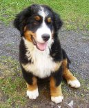 Photos: Bernese mountain dog (Dog standard) (pictures, images)