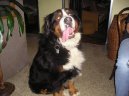 Photos: Bernese mountain dog (Dog standard) (pictures, images)