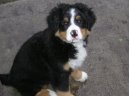 Photos: Bernese mountain dog (Dog standard) (pictures, images)