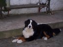 Photos: Bernese mountain dog (Dog standard) (pictures, images)