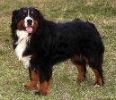 Photos: Bernese mountain dog (Dog standard) (pictures, images)