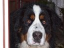 Photos: Bernese mountain dog (Dog standard) (pictures, images)