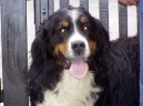 Photos: Bernese mountain dog (Dog standard) (pictures, images)