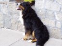 Photos: Bernese mountain dog (Dog standard) (pictures, images)