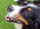 Photos: Bernese mountain dog (Dog standard) (pictures, images)