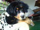 Photos: Bernese mountain dog (Dog standard) (pictures, images)