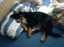 Photos: Bernese mountain dog (Dog standard) (pictures, images)