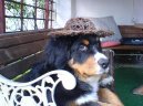 Photos: Bernese mountain dog (Dog standard) (pictures, images)