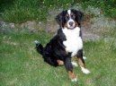 Photos: Bernese mountain dog (Dog standard) (pictures, images)