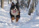 Photo: Bernese mountain dog (Dog standard)
