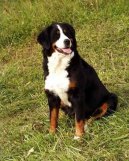 Photos: Bernese mountain dog (Dog standard) (pictures, images)